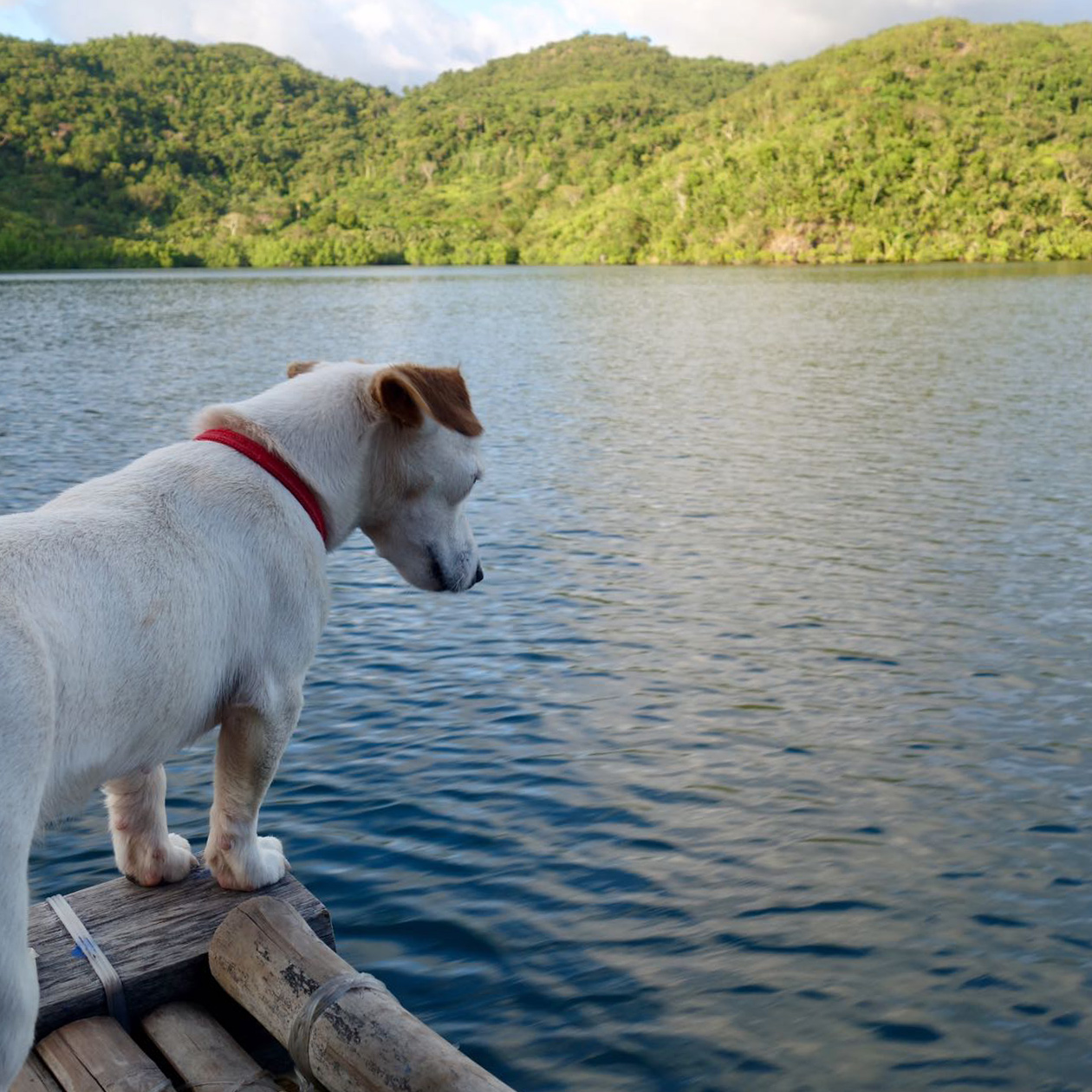 Dog boat trip travel philippines