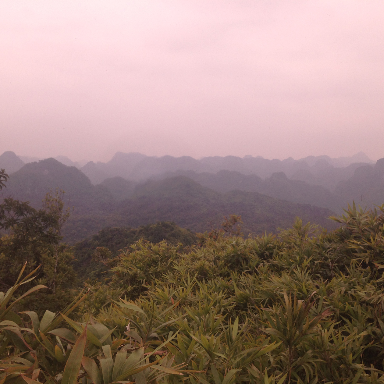 Jungle forest National Park Cát Bà