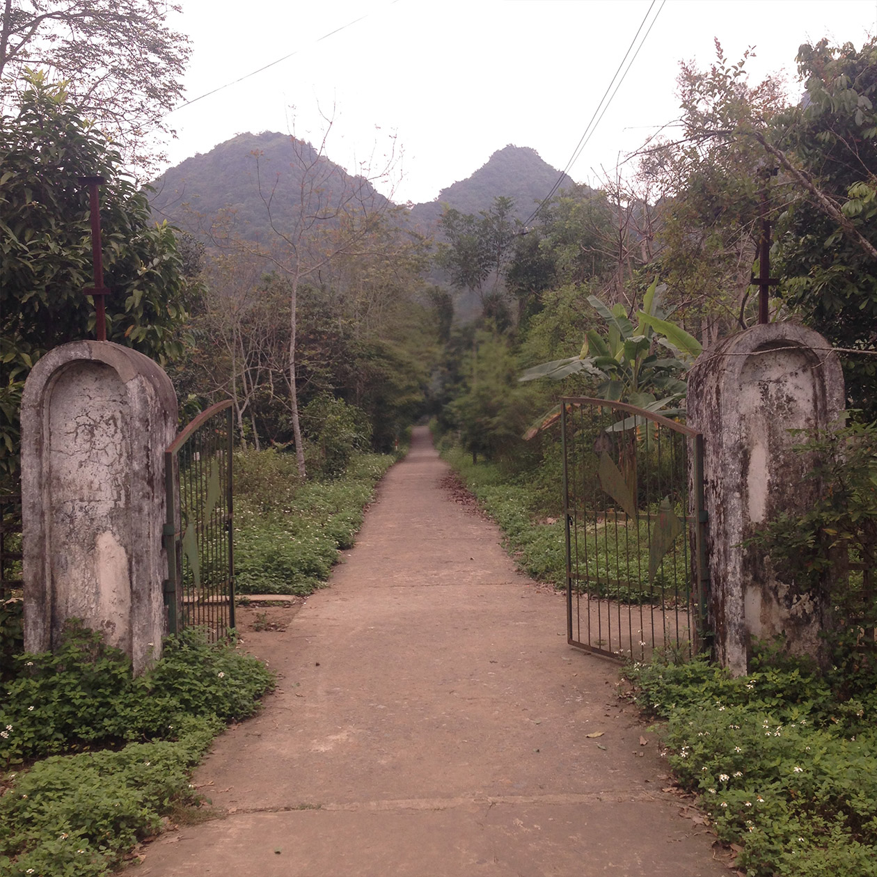 Jungle forest in the National Park on the norteastern island Cát Bà.